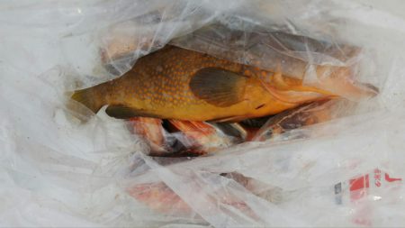 第二龍勢丸 釣果