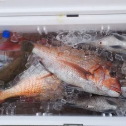 ブルドック 釣果