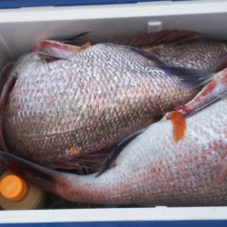 ブルドック 釣果