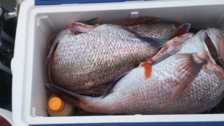 ブルドック 釣果