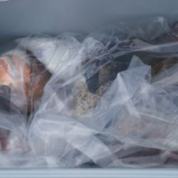 ブルドック 釣果