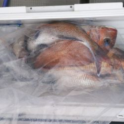 ブルドック 釣果