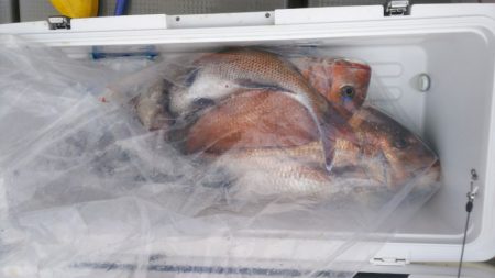 ブルドック 釣果