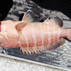 第二龍勢丸 釣果