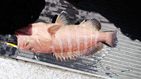 第二龍勢丸 釣果