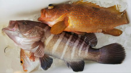 第二龍勢丸 釣果