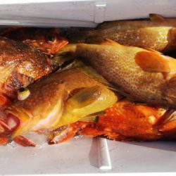 第二龍勢丸 釣果