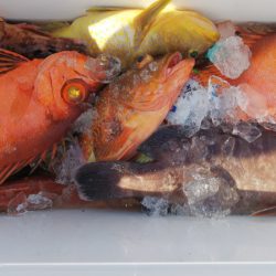 第二龍勢丸 釣果