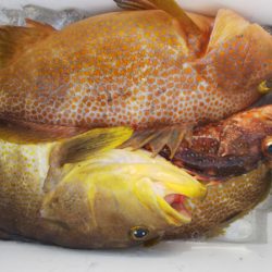 第二龍勢丸 釣果