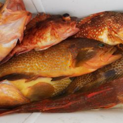 第二龍勢丸 釣果