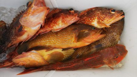 第二龍勢丸 釣果