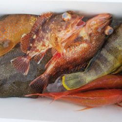 第二龍勢丸 釣果