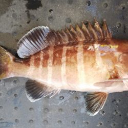 第二龍勢丸 釣果