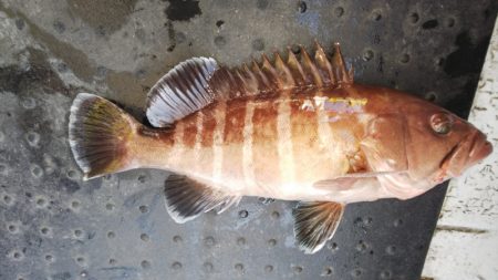 第二龍勢丸 釣果