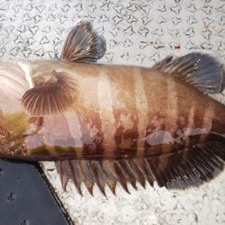 第二龍勢丸 釣果