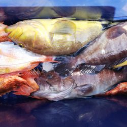 第二龍勢丸 釣果