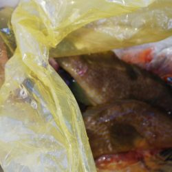 第二龍勢丸 釣果