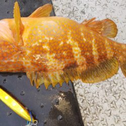 第二龍勢丸 釣果