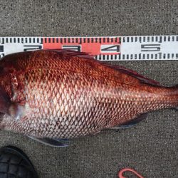 ARCADIAⅡ （アルカディアⅡ） 釣果