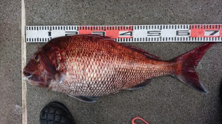 ARCADIAⅡ （アルカディアⅡ） 釣果