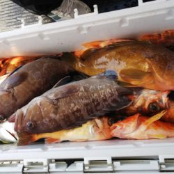 第二龍勢丸 釣果