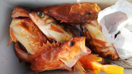 第二龍勢丸 釣果