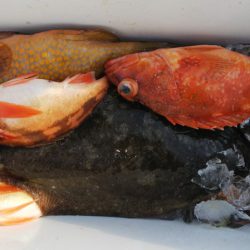 第二龍勢丸 釣果