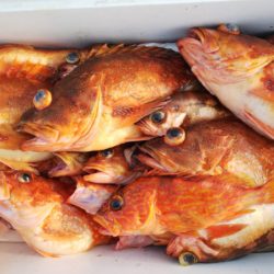 第二龍勢丸 釣果