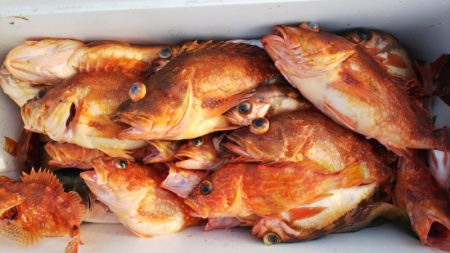 第二龍勢丸 釣果