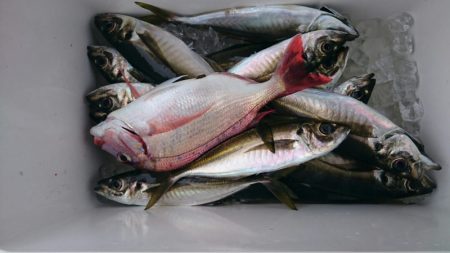 海龍丸（石川） 釣果