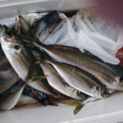 海龍丸（石川） 釣果