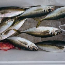 海龍丸（石川） 釣果