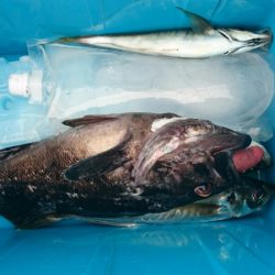 海龍丸（石川） 釣果