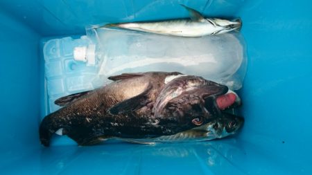 海龍丸（石川） 釣果