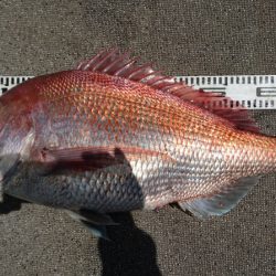 ARCADIAⅡ （アルカディアⅡ） 釣果