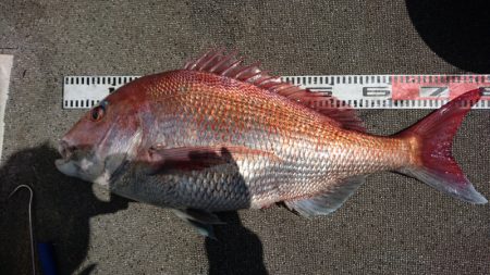 ARCADIAⅡ （アルカディアⅡ） 釣果