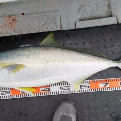 第二龍勢丸 釣果