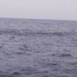 第二龍勢丸 釣果