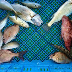 小島丸 釣果