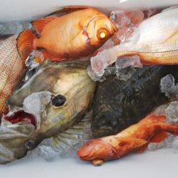 第二龍勢丸 釣果