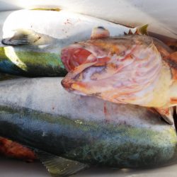 第二龍勢丸 釣果