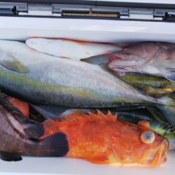 第二龍勢丸 釣果