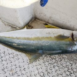 第二龍勢丸 釣果