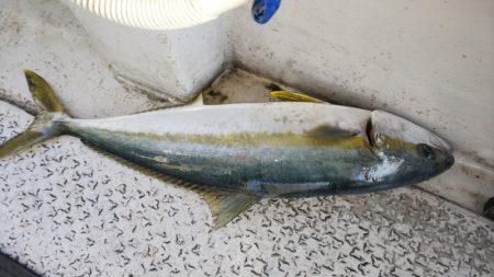 第二龍勢丸 釣果