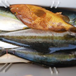 第二龍勢丸 釣果