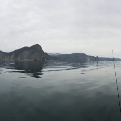 シーランチ 釣果