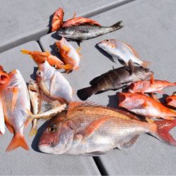 渡船屋たにぐち 釣果