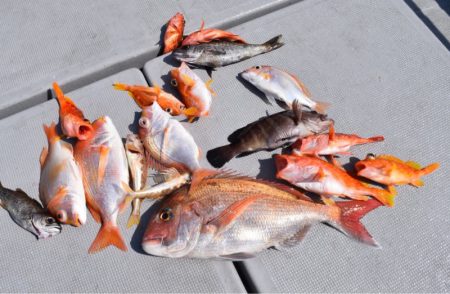 渡船屋たにぐち 釣果