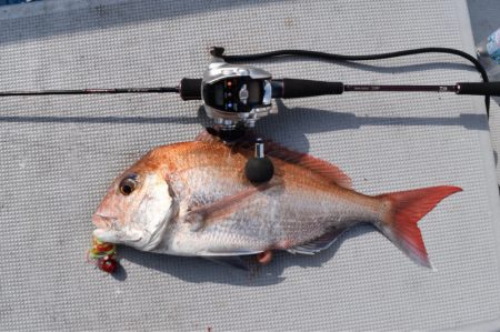 渡船屋たにぐち 釣果