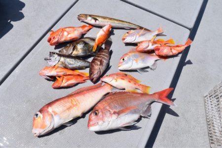 渡船屋たにぐち 釣果